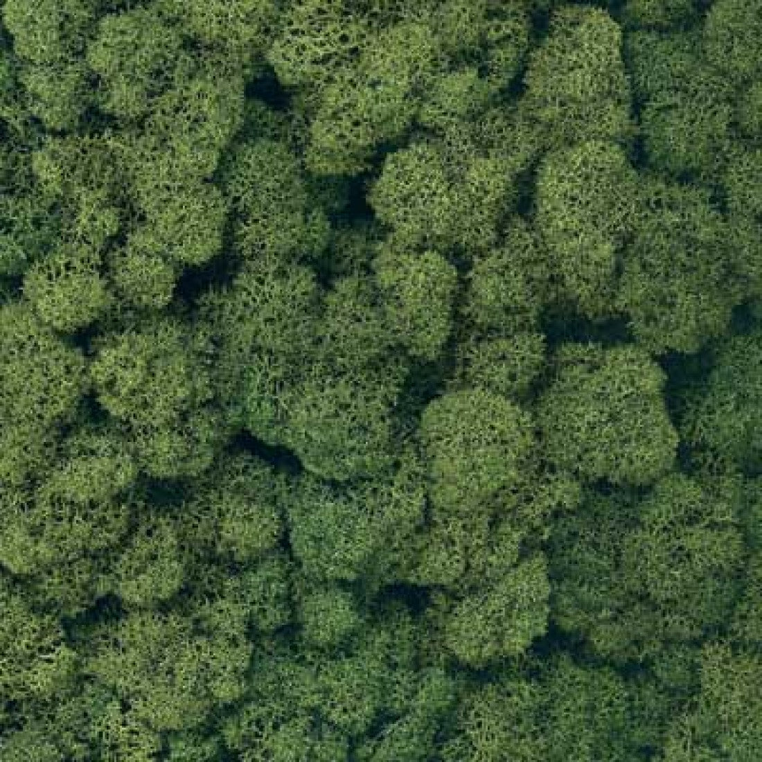 Tasma Lichen 005.125 Dark Green 125g (ER.1025)