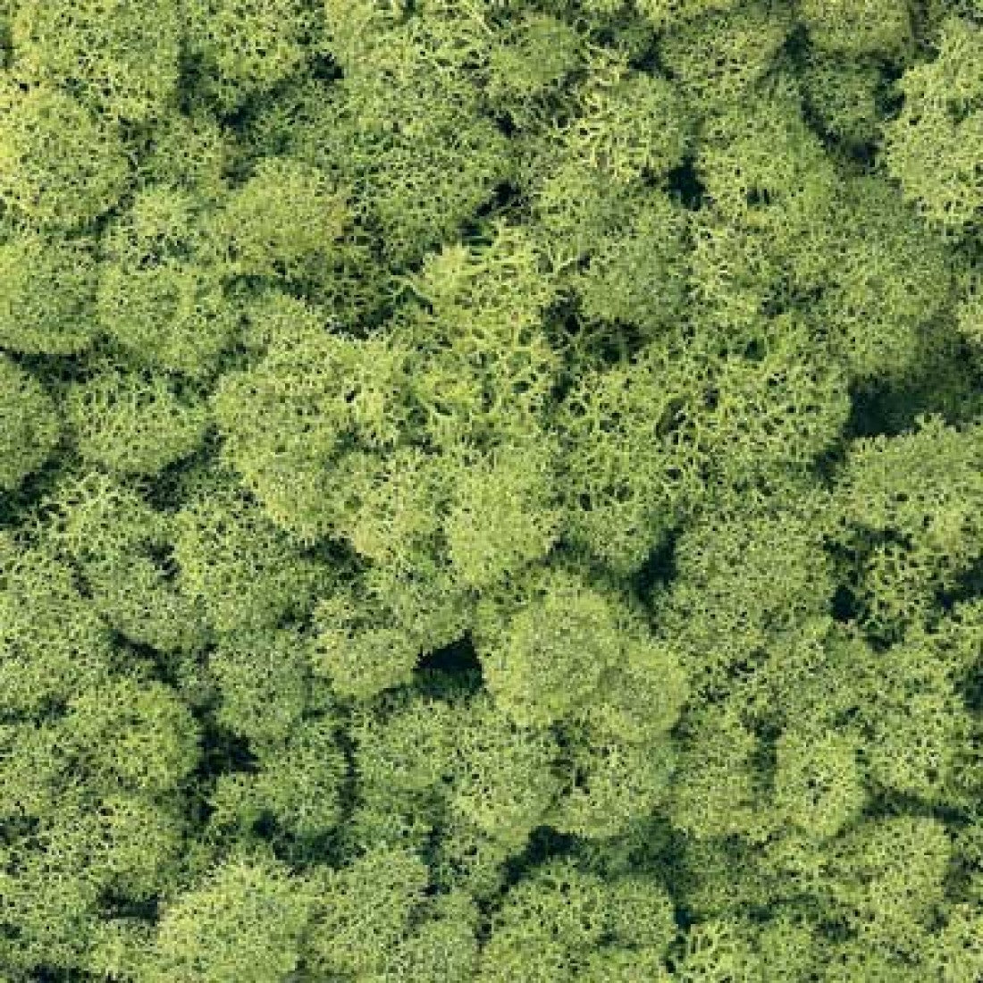 Tasma Lichen 003.125 Light Green 125g (ER1023)