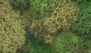 Javis JBULKG - Lichen Mixed Greens bulk pack