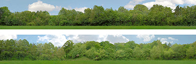 PN149A PREMIUM 9  N GAUGE TREES