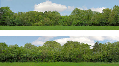 P149 A PREMIUM 00 GAUGE TREES