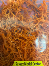 Jarvis Autumn Gold Lichen JGLS