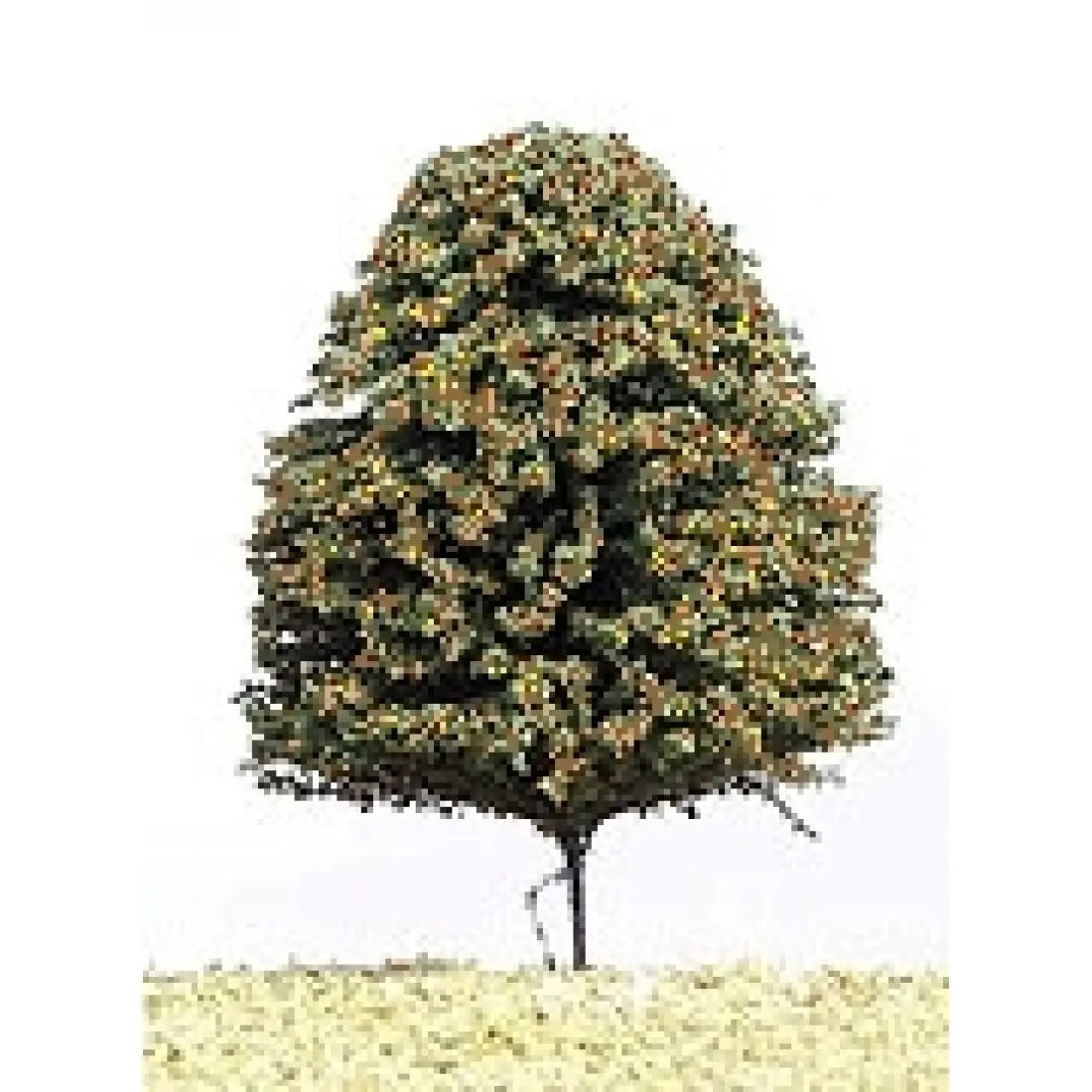 DCX30 Deciduous Autumn 30mm (20) - pack of 5 trees