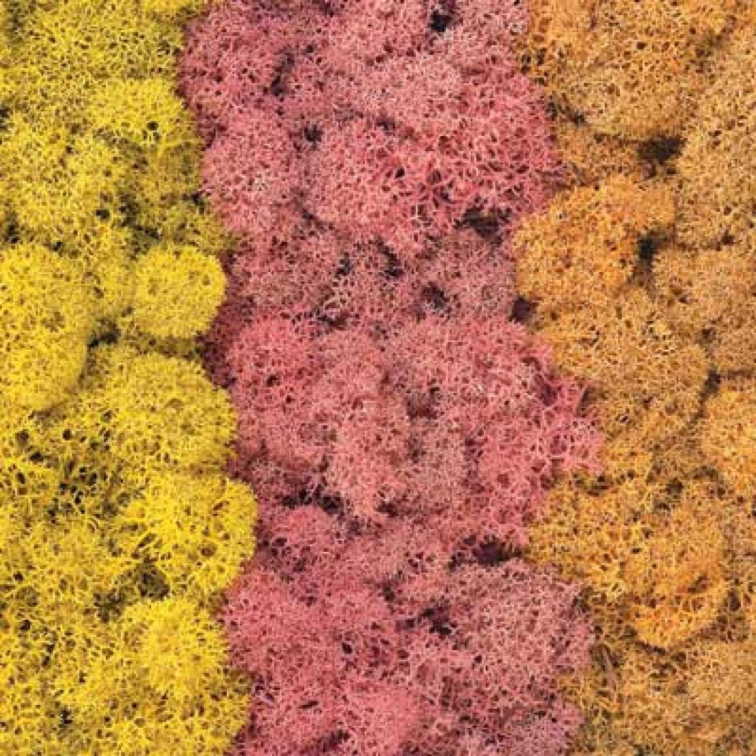 Tasma Lichen 012.050  Autumn Mix 50g (1012)
