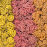 Tasma Lichen 012.050  Autumn Mix 50g (1012)