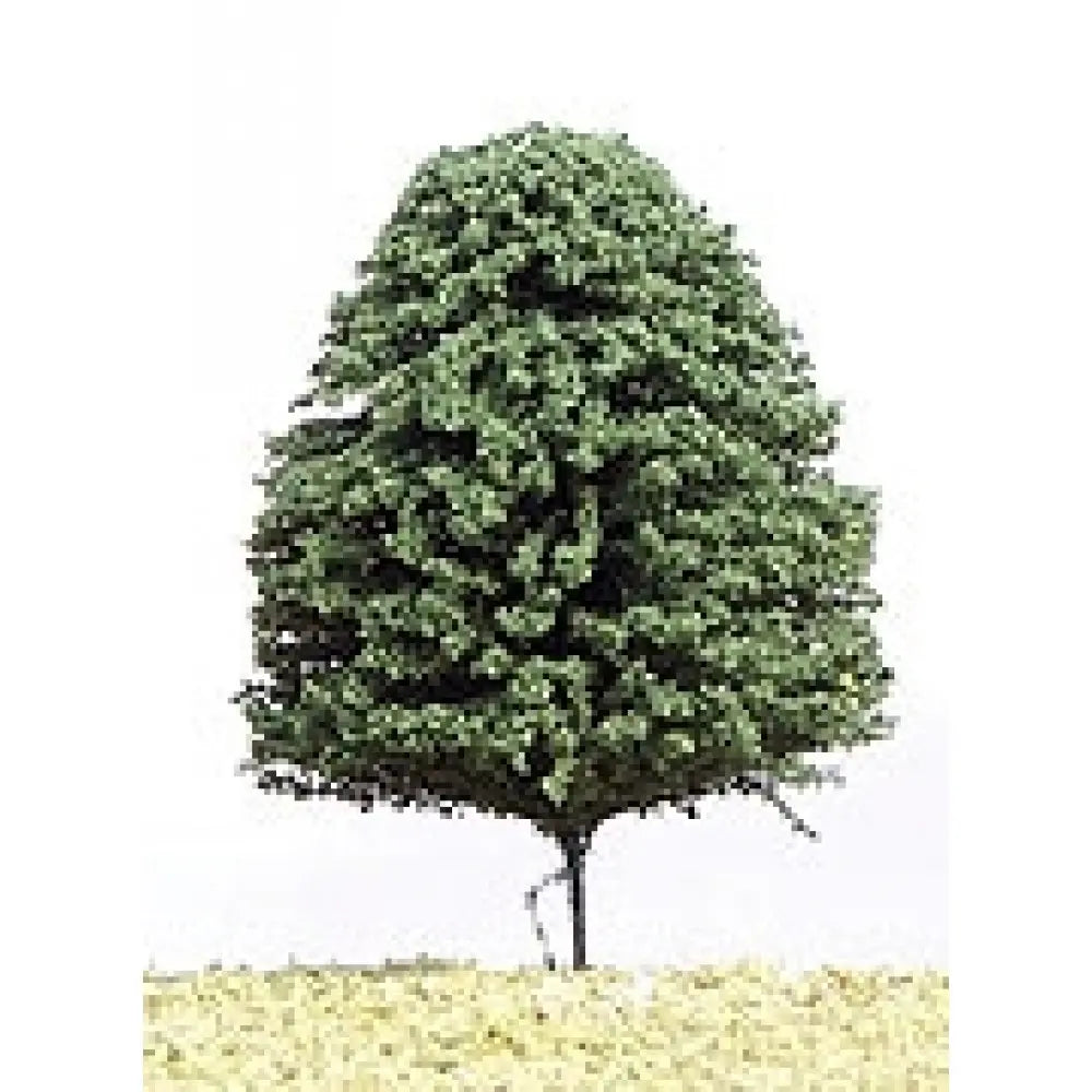 DCG70 Deciduous Green 70mm (20) - Packs of 4 trees