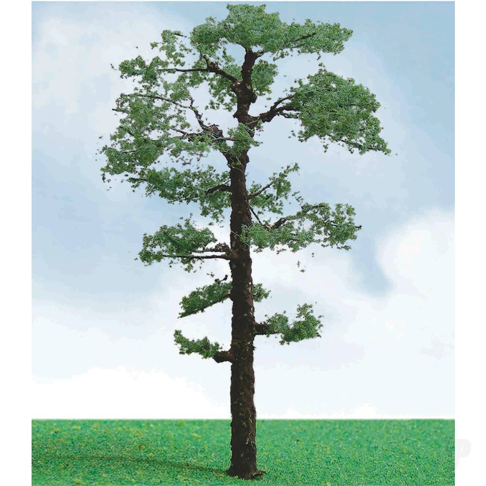 Scots Pine 3.5in to 4in (2 per pack)