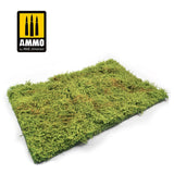 Wilderness Fields with bushes - spring