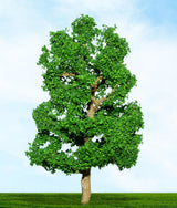 Tasma OO Gauge Sycamore - 75mm & 100mm  (1 of each size tree included)