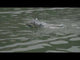 UDI RC INKFISH JETBOAT 362MM TURBOJET RTR BRUSHED - FOR PRE ORDER - EXPECTED