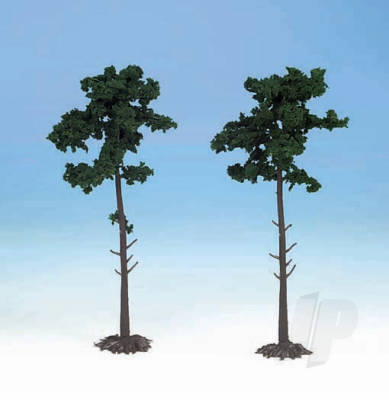 1150 2 Scots Pine Trees 18cm