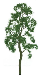 Professional Tree Birch 3 Inch (3)