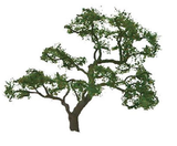 Professional Tree Beech 1.5 Inch (4)