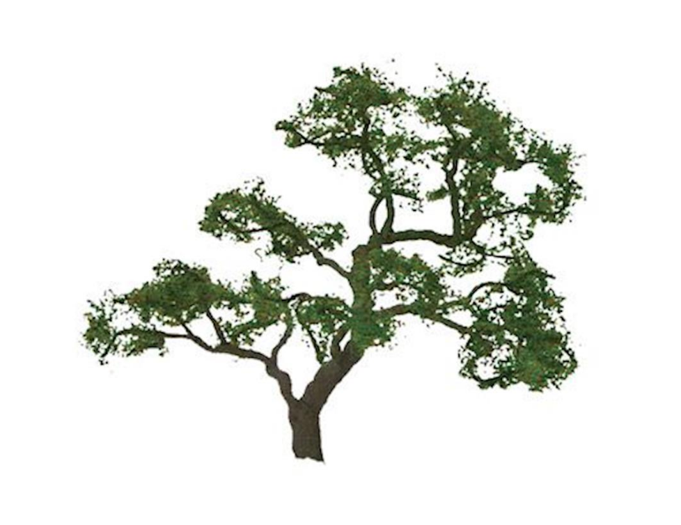 Professional Tree Beech 2 Inch (3)