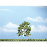 3 7/8 Inch Premium Sycamore (1/Pk)