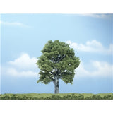 5 Inch Premium Oak (1/Pk)